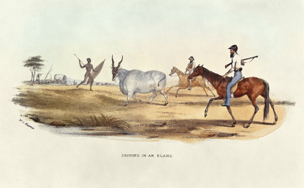 Jazda w Eland, ilustracja z Wild Sports of South Africa, autorstwa W.C. Harris, 1841 autorstwa William Cornwallis Harris
