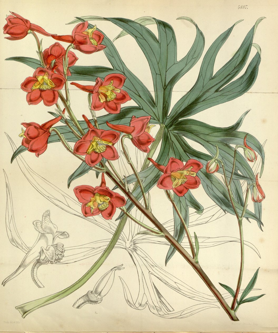 Delphinium cardinale autorstwa William Curtis