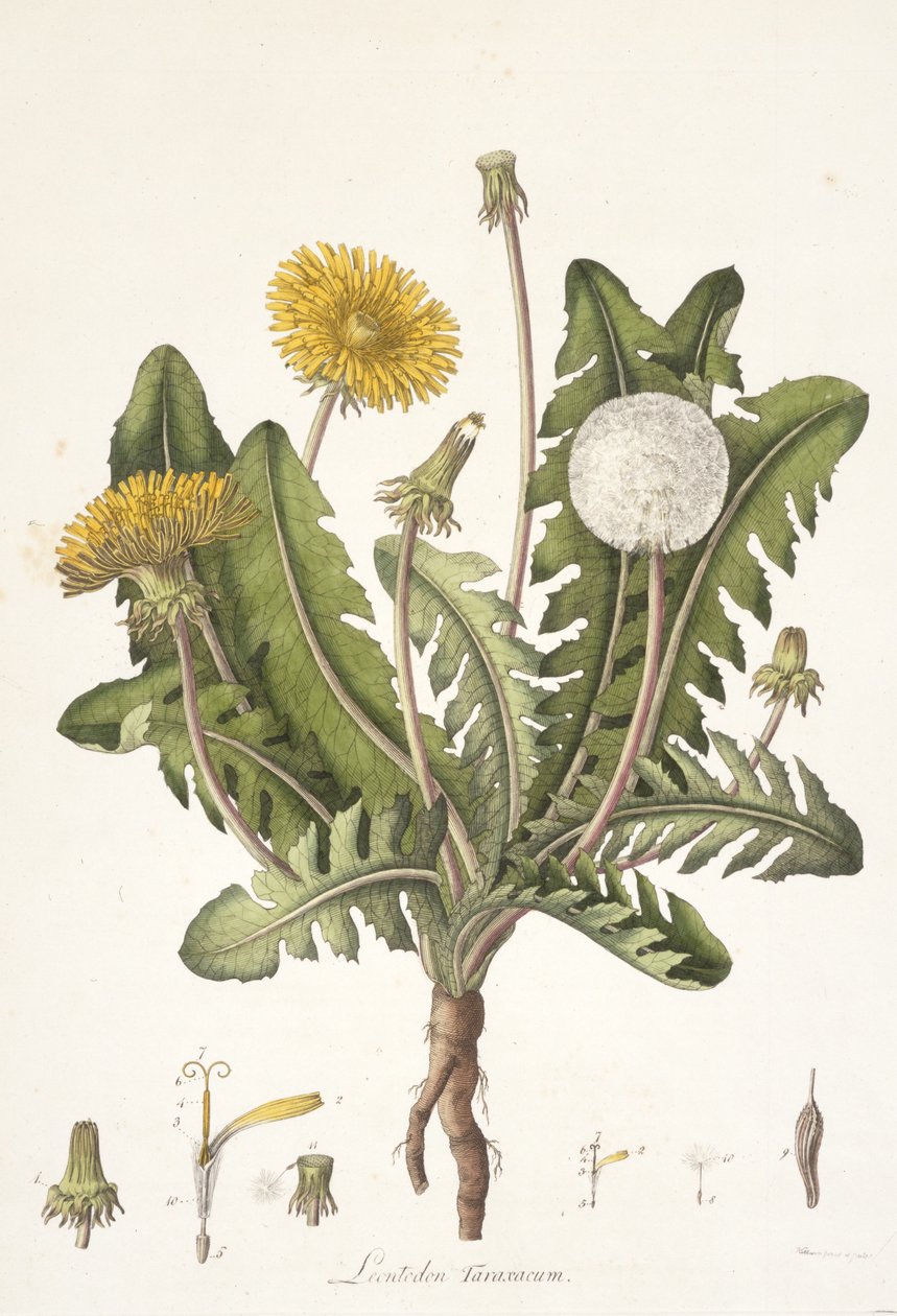 Leontoden Taraxacum z Flory Londynu, 1777-1798 autorstwa William Curtis