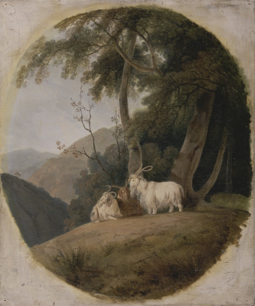 Kozy Kaszmirskie, ok.1780-1820 autorstwa William Daniell