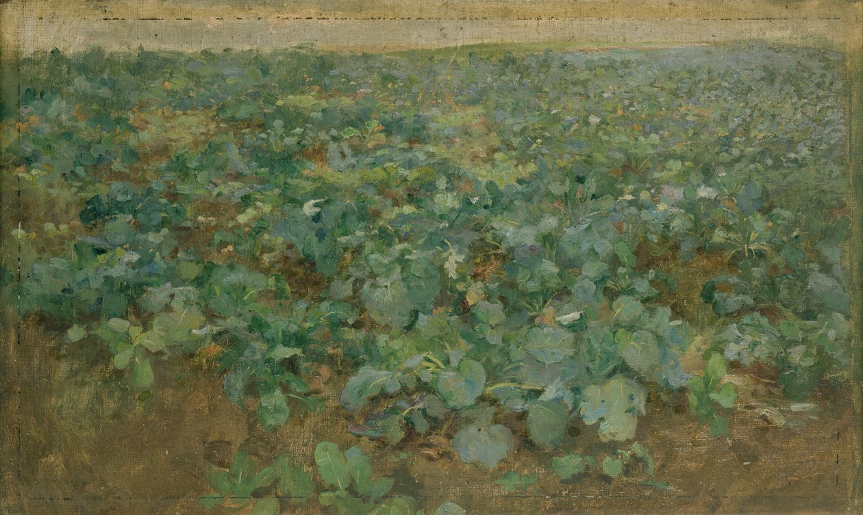 Pole rzepy autorstwa William Edward Stott