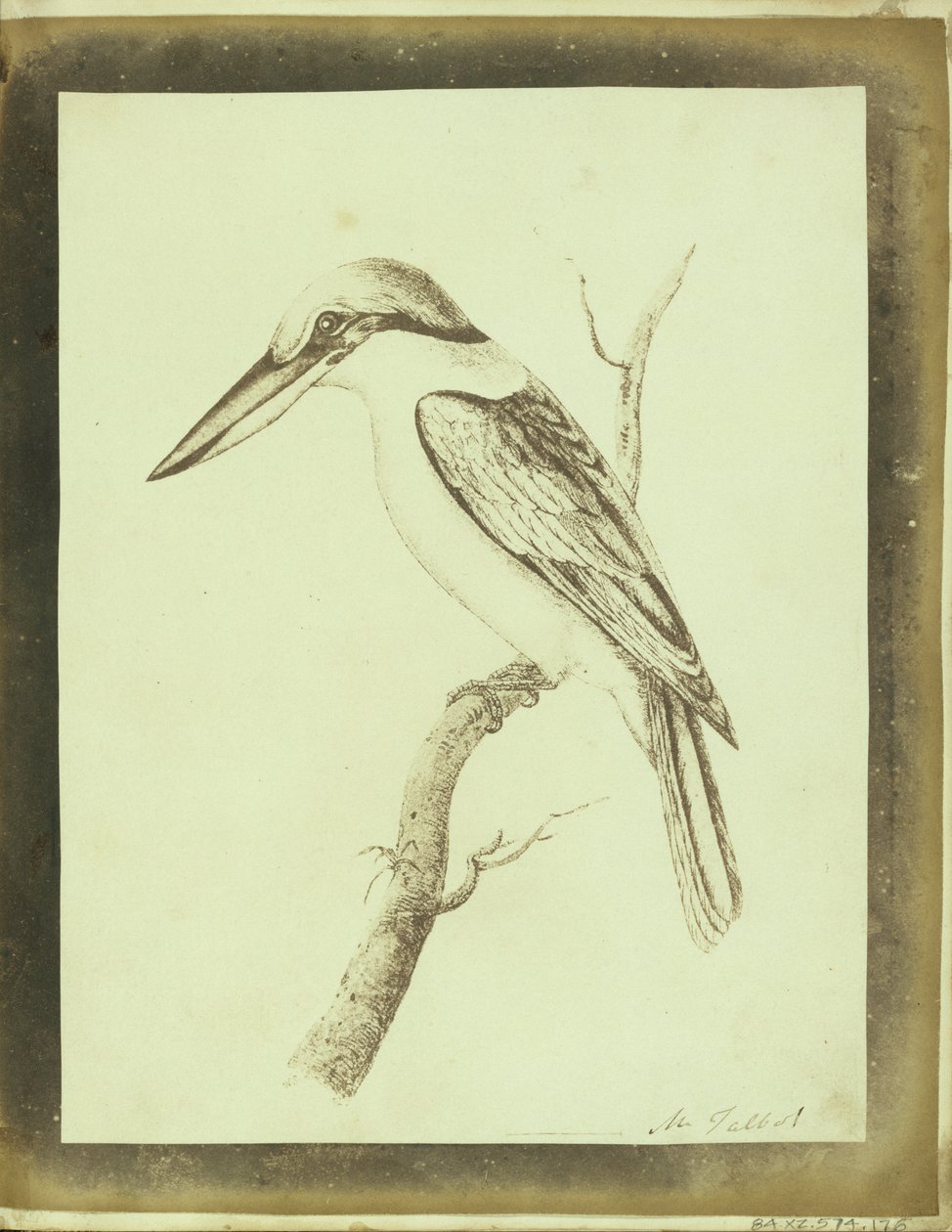 (Kopia litograficznego nadruku Swainson Crabeater) autorstwa William Henry Fox Talbot