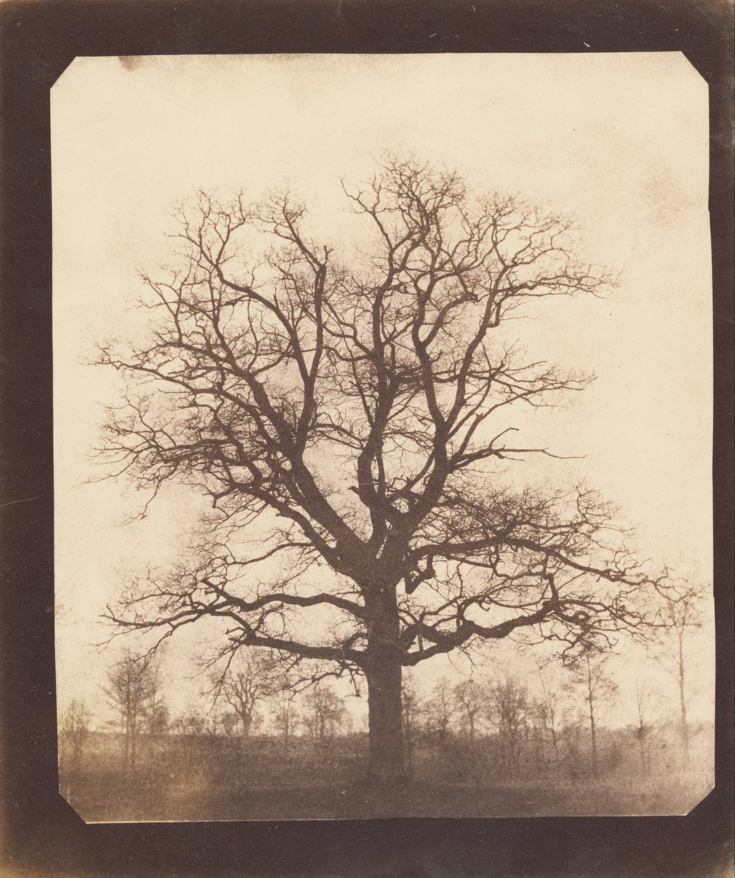 Dąb w zimie autorstwa William Henry Fox Talbot
