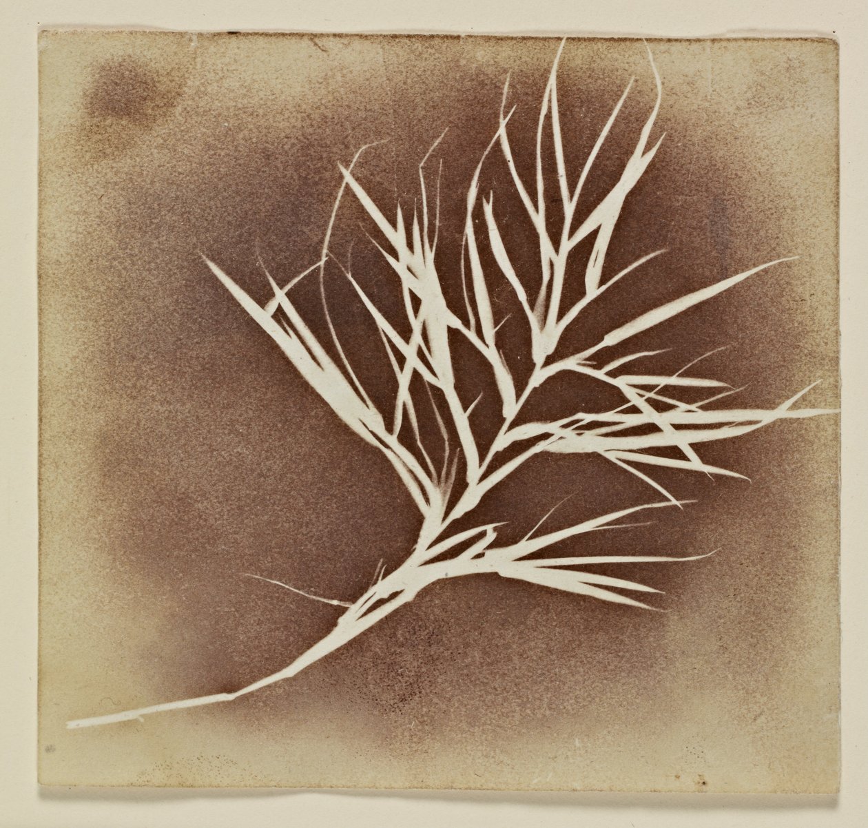 Fotogeniczny rysunek rośliny autorstwa William Henry Fox Talbot