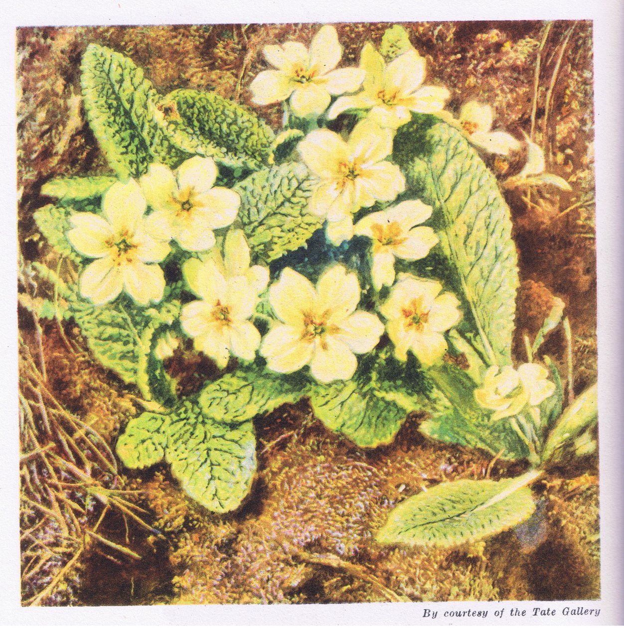 Pierwiosnki, Nature in Britain wydane przez Collins, 1946 autorstwa William Henry Hunt