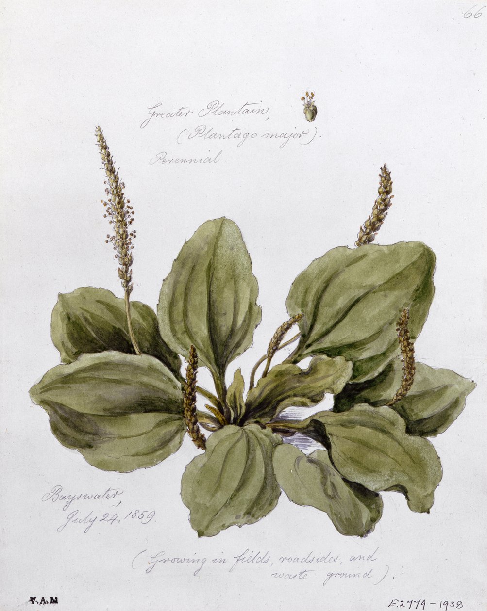 Babka większa, malowana w Bayswater, 24 lipca 1859 r. autorstwa William James Linton