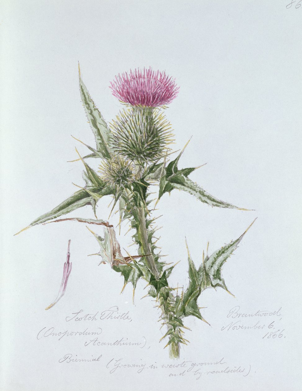 Szkocki oset, malowany w Brantwood, 6 listopada 1866 autorstwa William James Linton