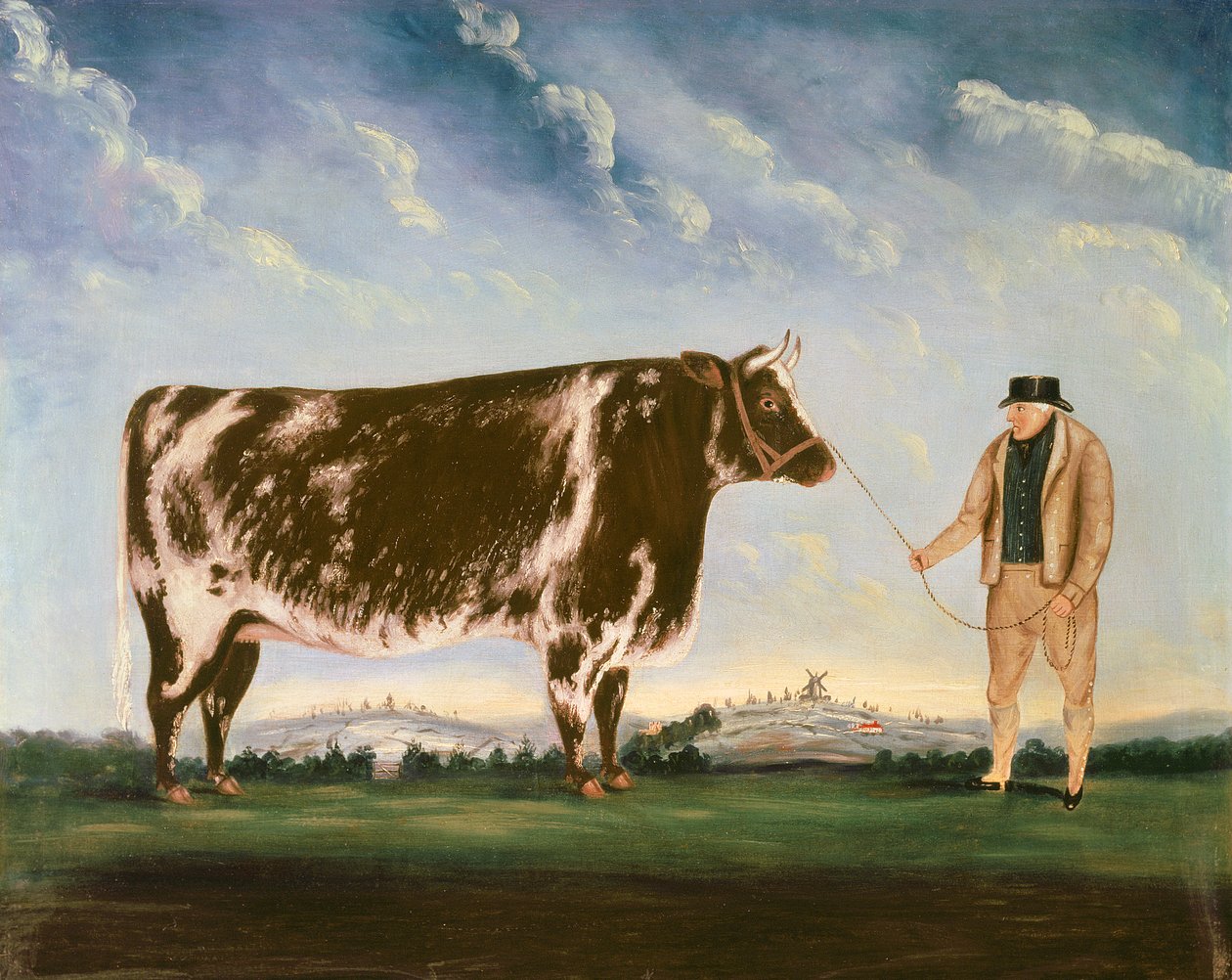 Studium Shorthorna autorstwa William Joseph Shayer