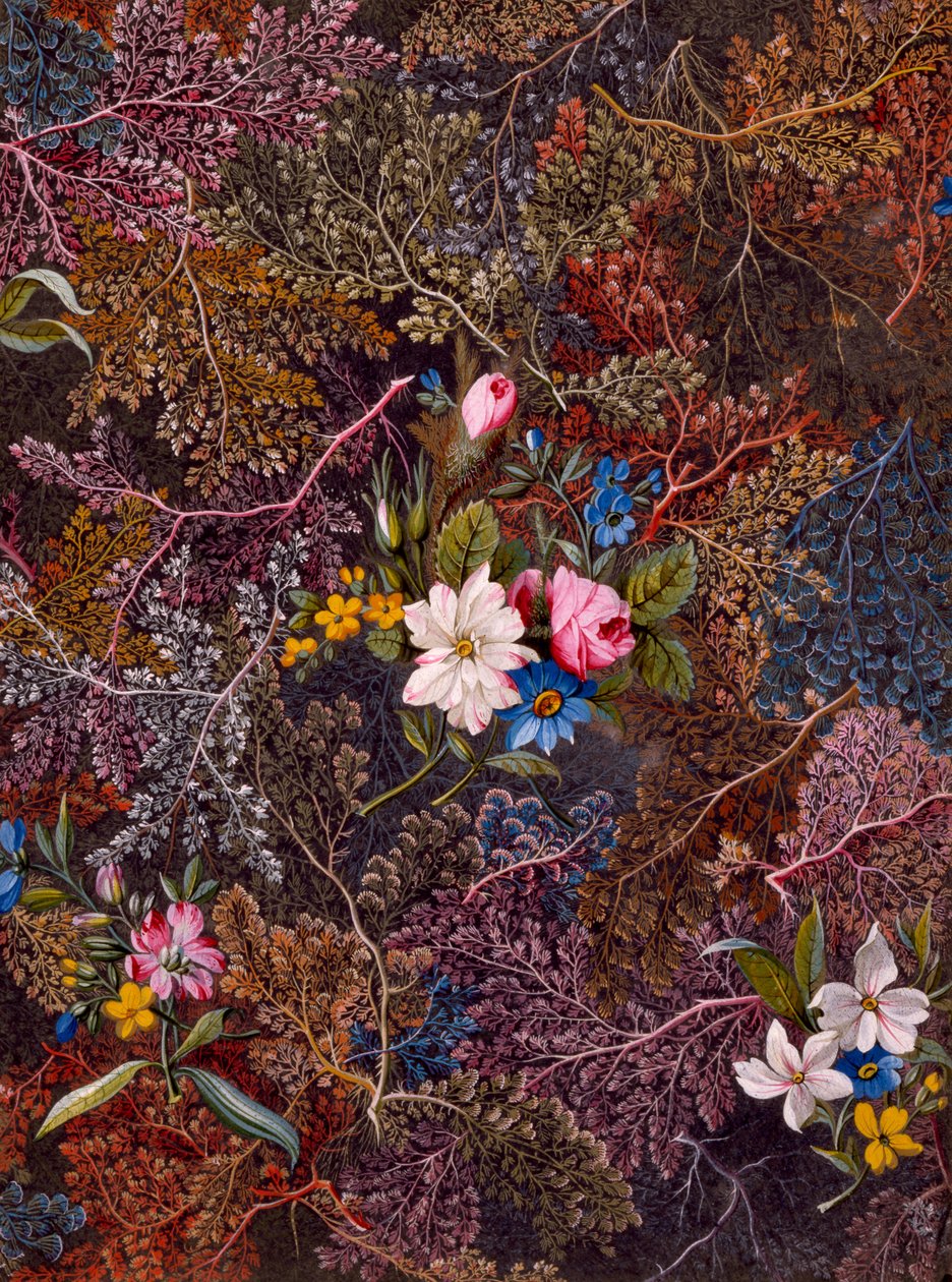 Projektowanie tkanin, ok. 1788-92 autorstwa William Kilburn