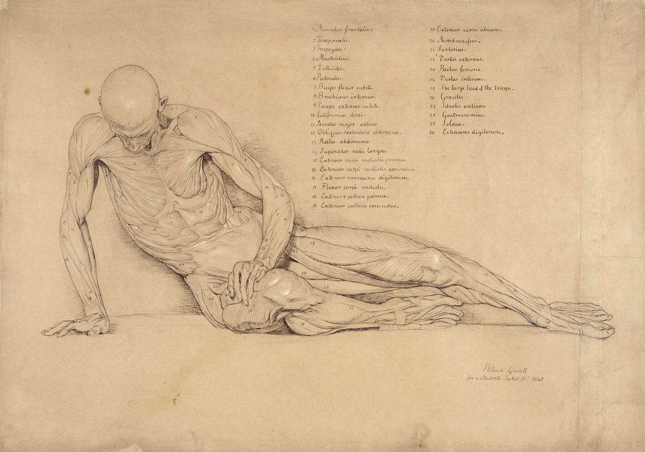 An Ecorche Study of the umierającej Galii, 1840 (pióro i atrament na papierze) autorstwa William Linnell