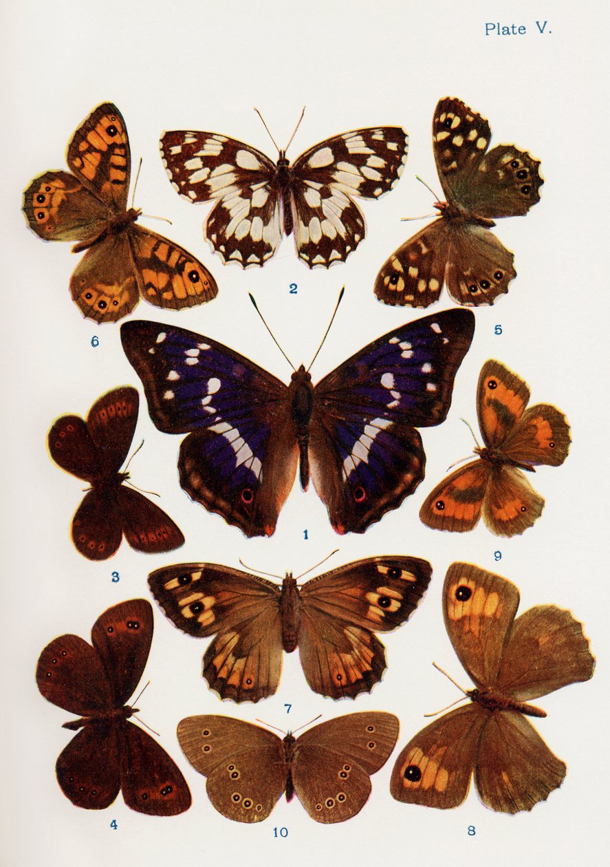 Różne rodzaje ilustracji motyli z książki Butterflies, Moths and Other Insects and Creatures of the Countryside, 1927 autorstwa William Samuel Furneaux