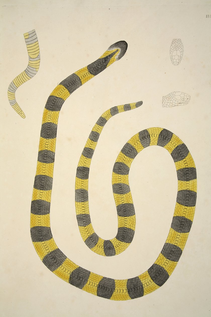 Bungarum Pamah, z relacji o wężach indyjskich zebranych na wybrzeżu Coromandel, wyd. 1796 (grawerowanie ręcznie kolorowane) autorstwa William Skelton