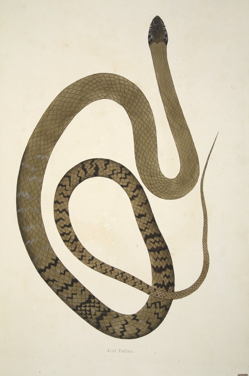 Jeri Potoo, z „Rachunku węży indyjskich zebranych na wybrzeżu Coromandel”, wyd. 1796 (grawerowanie ręcznie kolorowane) autorstwa William Skelton