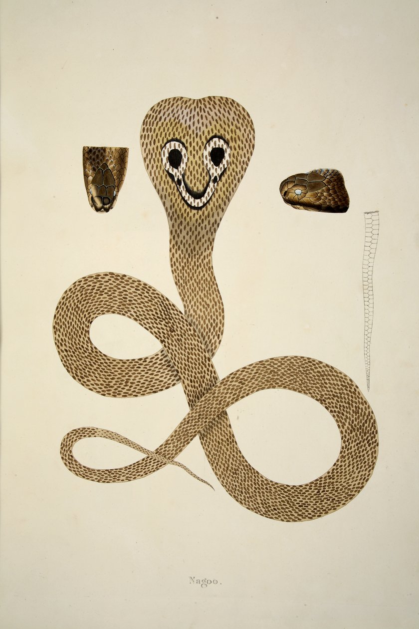 Nagoo, z „Rachunku węży indyjskich zebranych na wybrzeżu Coromandel”, wyd. 1796 (grawerowanie ręcznie kolorowane) autorstwa William Skelton