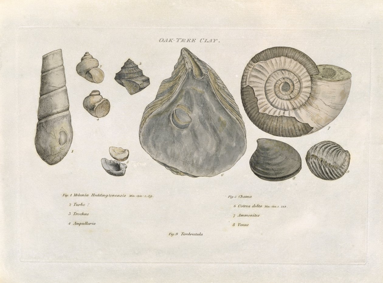 Oak Tree Clay Fossils, ilustracja ze „Strata Identified by Organized Fossils” artysty, wyd. 1816 autorstwa William Smith