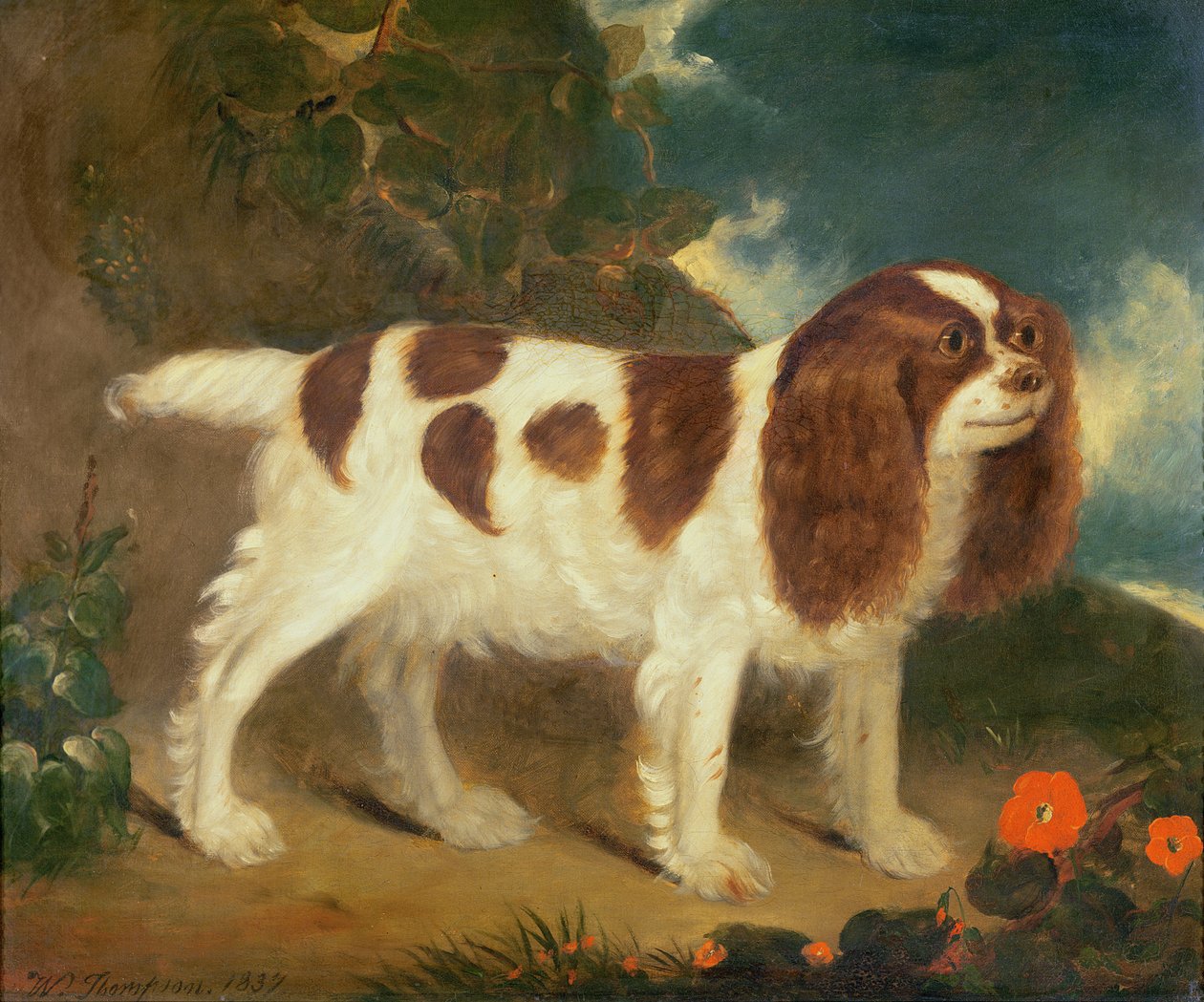 King Charles Spaniel autorstwa William Thompson