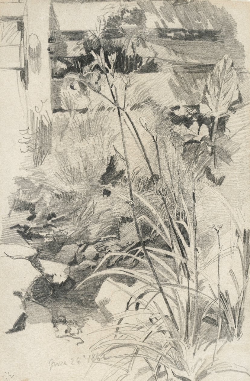 Lilie przy drewnianym płocie, 1862 (grafit na jasnobrązowym papierze) autorstwa William Trost Richards
