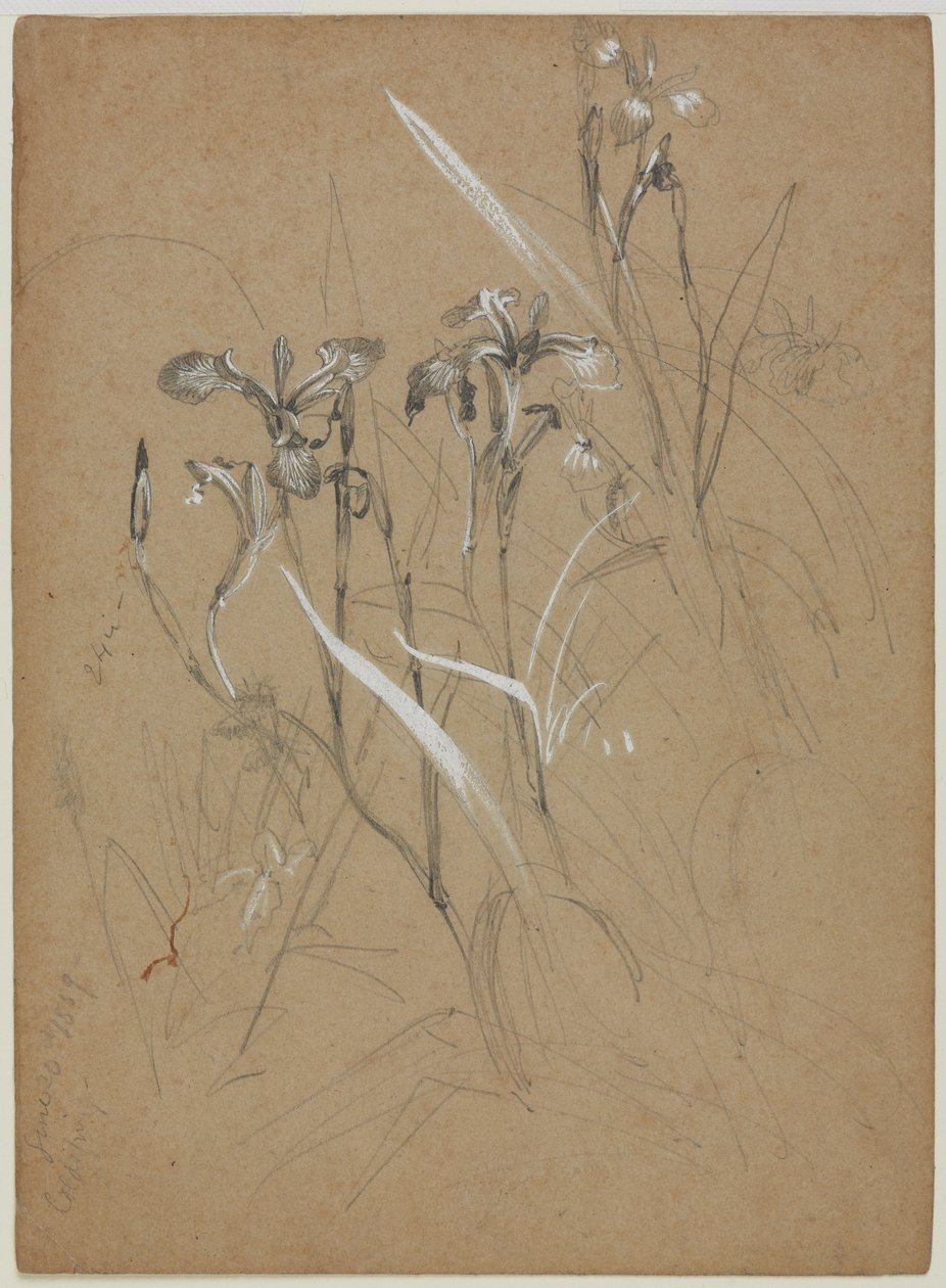 Plant Study, 30 czerwca 1859 (grafit i chińska biel na beżowym papierze) autorstwa William Trost Richards