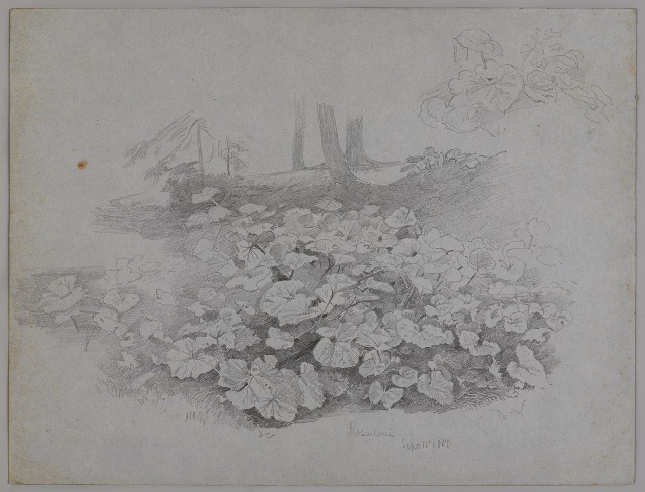 Plant Study, 11 września 1867 (grafit na niebieskim papierze) autorstwa William Trost Richards