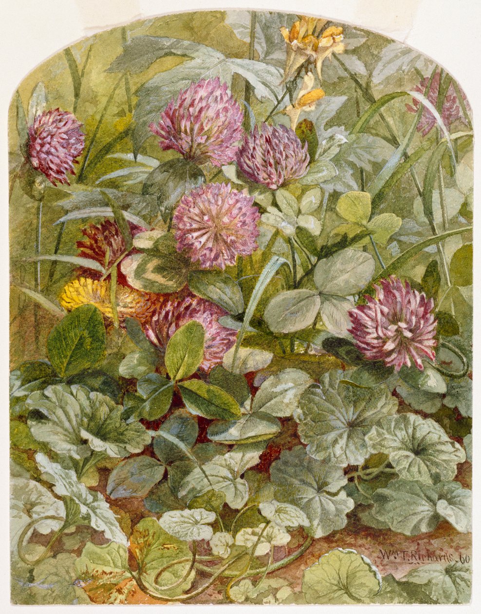 Koniczyna czerwona z masłem i jajkami i mielonym bluszczem, 1860 (ołówek i toaleta na papierze) autorstwa William Trost Richards