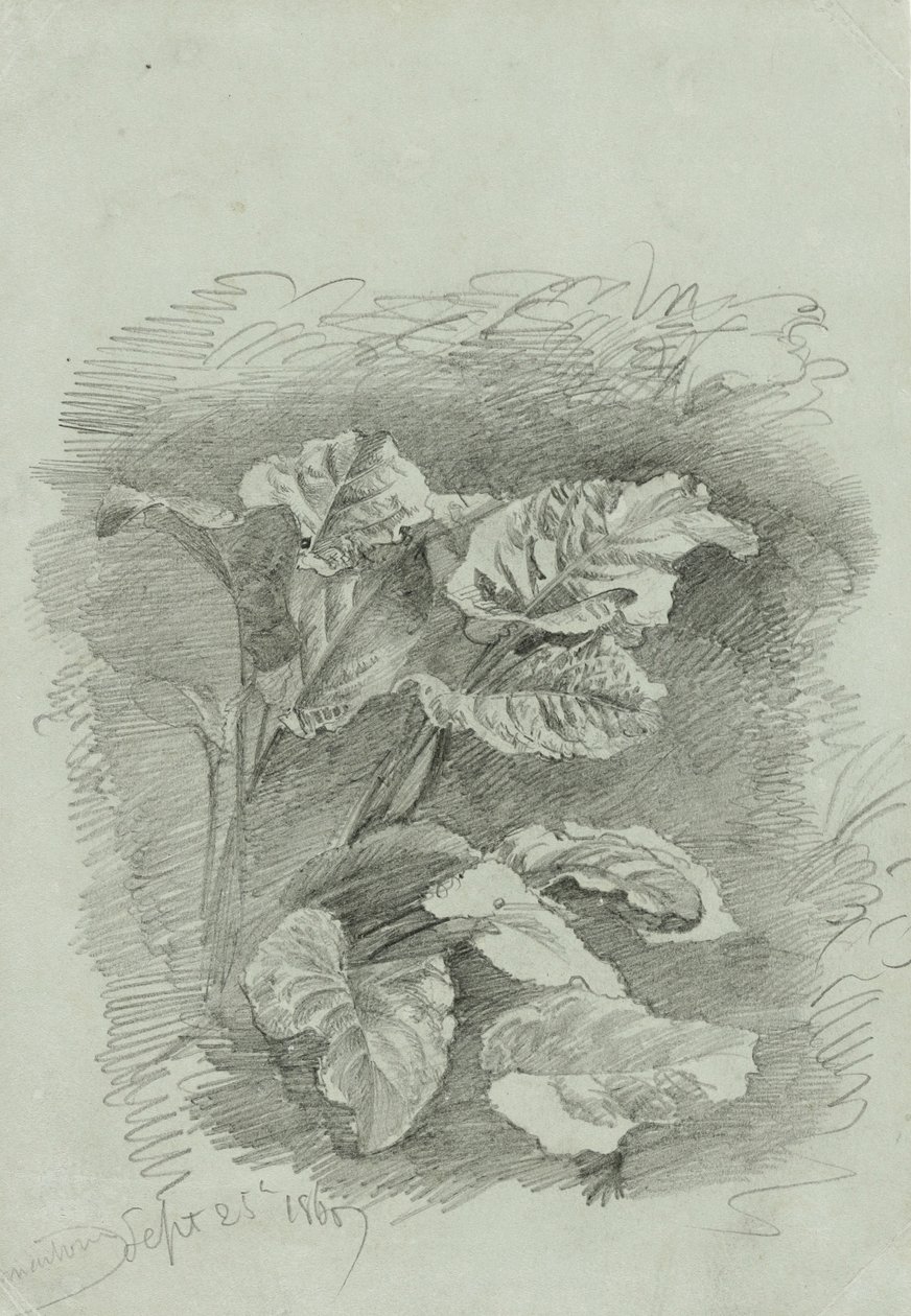 Studium rośliny, 1867 (grafit na zielonym papierze tkanym) autorstwa William Trost Richards