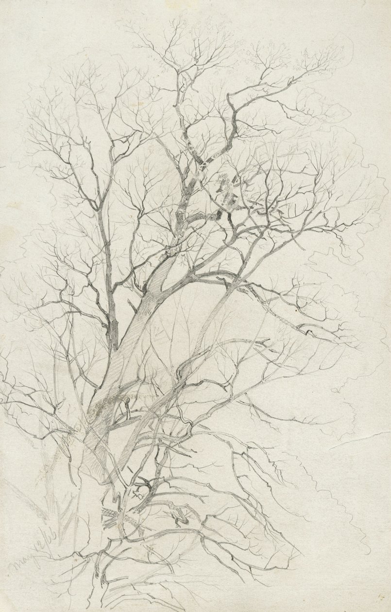 Drzewo, 1866 (grafit na szarym papierze tkanym) autorstwa William Trost Richards