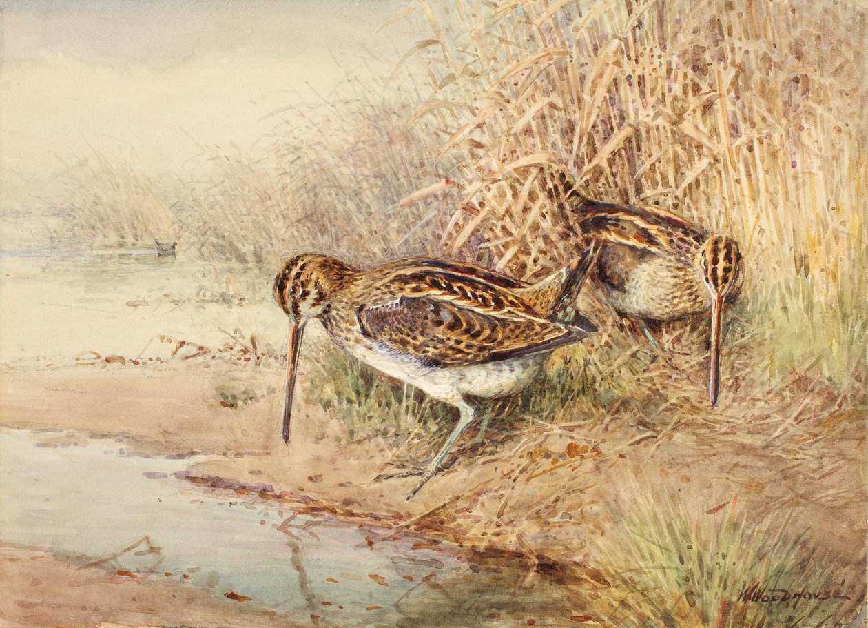 Snipe autorstwa William Woodhouse