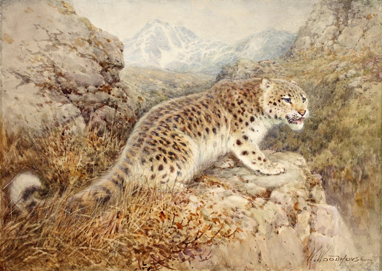 Śnieżna Pantera, ok. 1920 autorstwa William Woodhouse