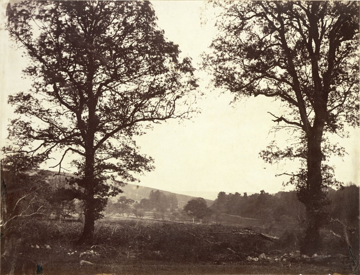 Krajobraz z wiązami, Ashdown, Wielka Brytania autorstwa William 2nd Earl of Craven