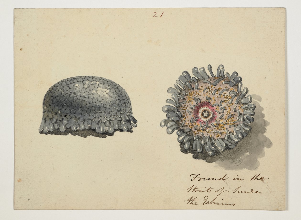 WD 961 f.21 autorstwa William Alexander
