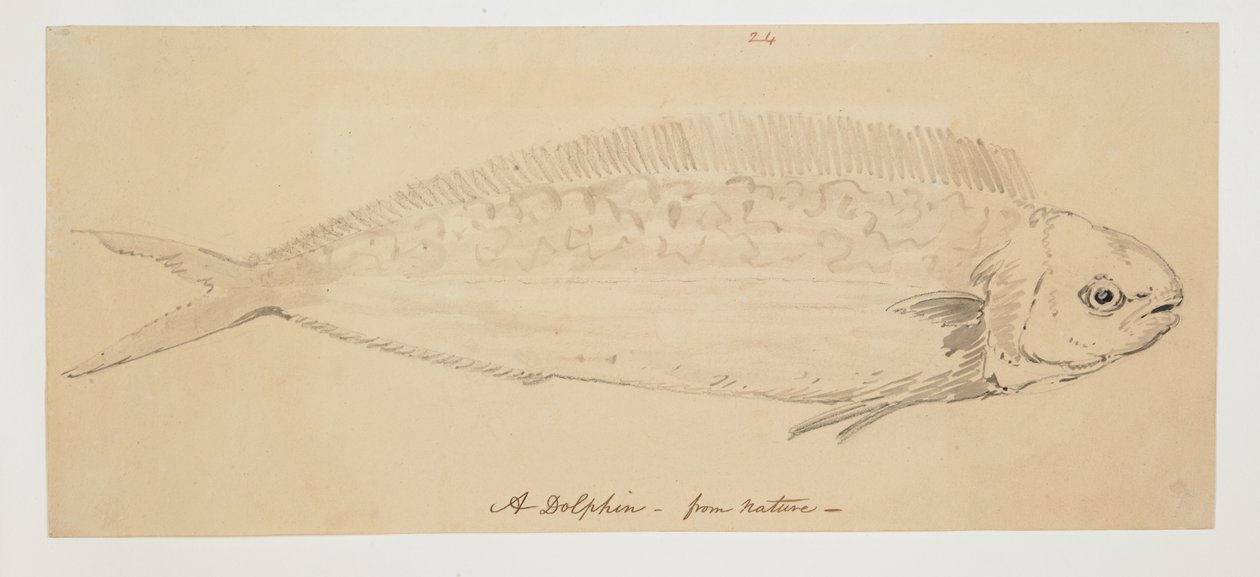 WD 961 f.24 autorstwa William Alexander