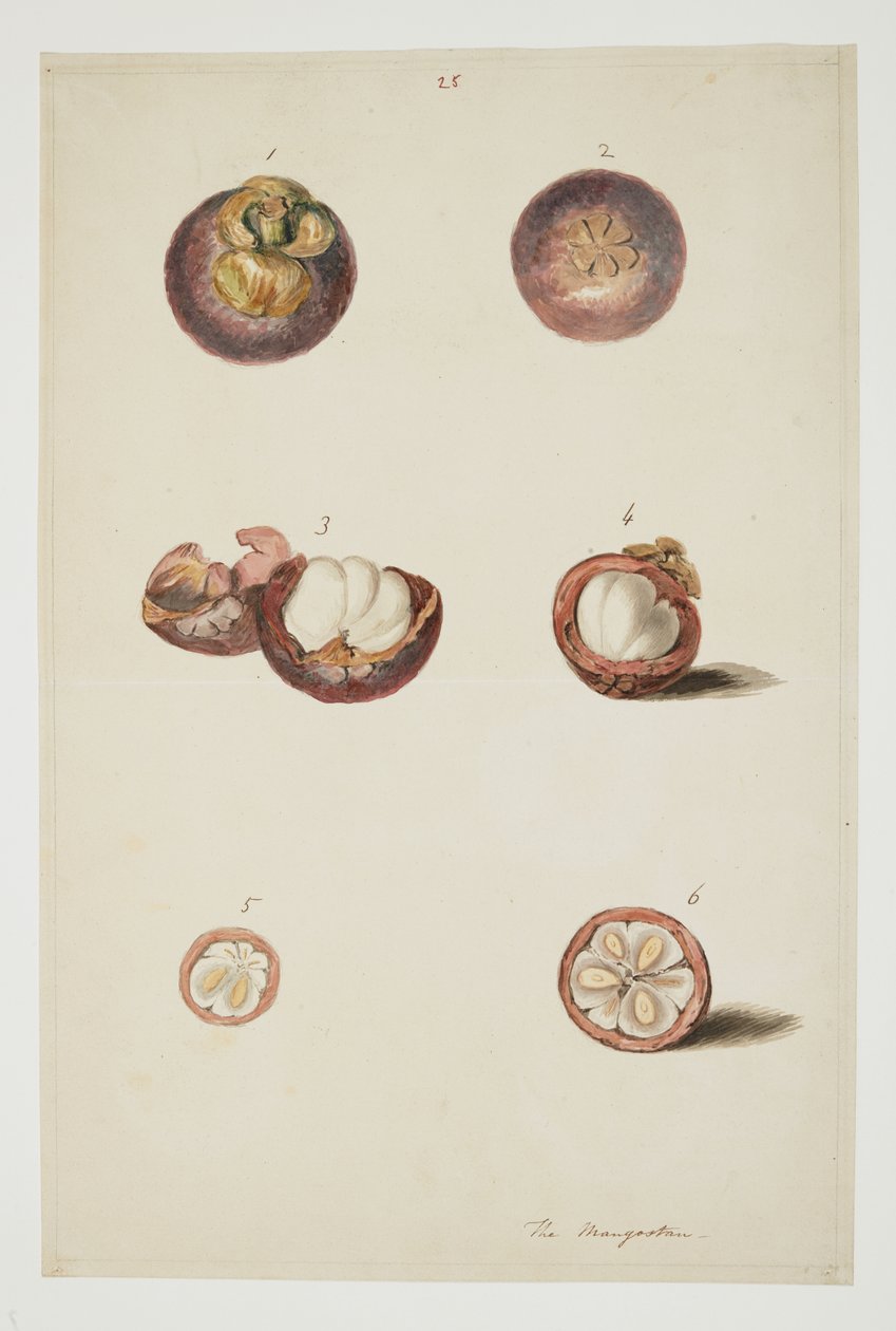 WD 961 f.25 autorstwa William Alexander