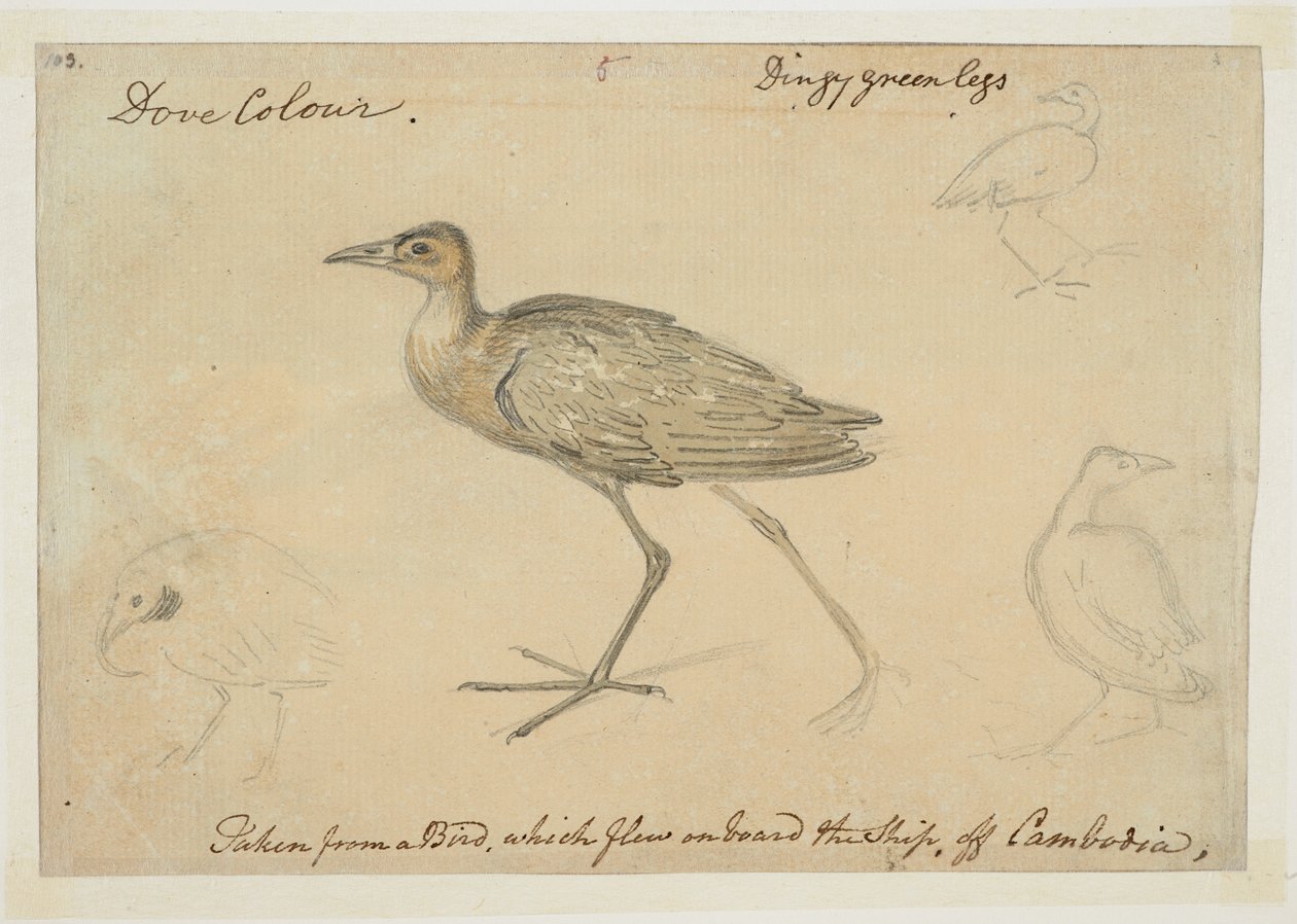 WD 961 f.5 autorstwa William Alexander
