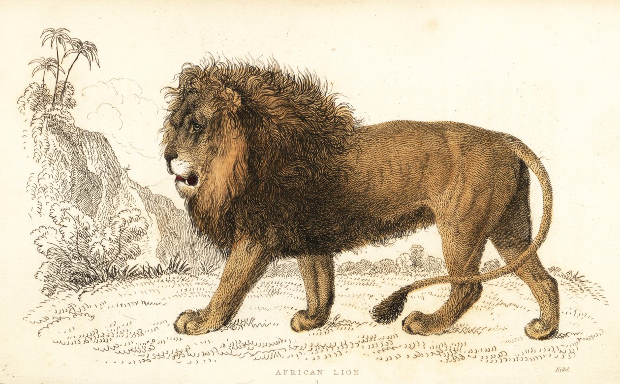 Lew afrykański, Panthera leo. Wrażliwy. ,1834 (grawerowanie) autorstwa William Alexander Forbes