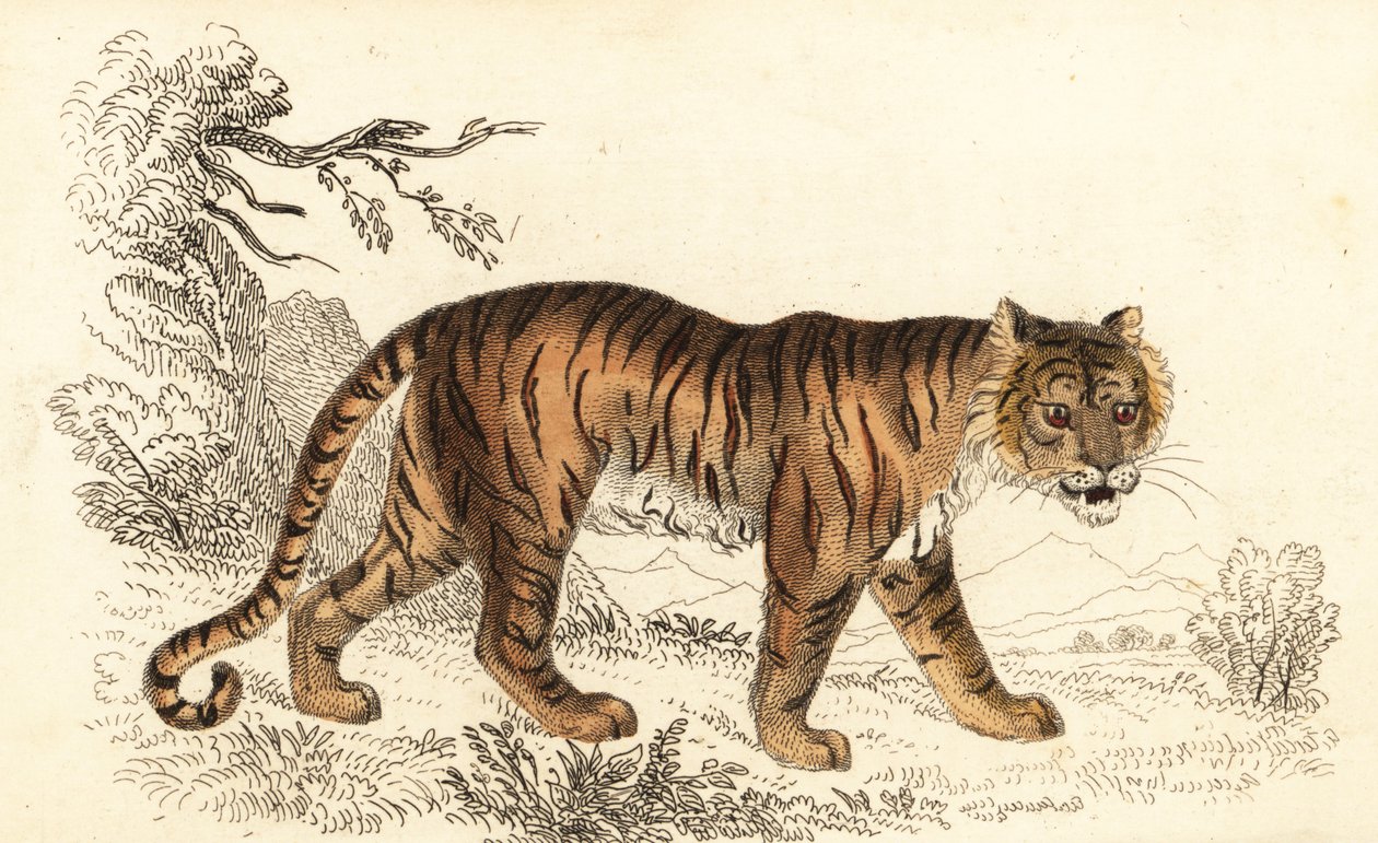 Tygrys bengalski, Panthera tigris tigris.,1834 (rycina) autorstwa William Alexander Forbes