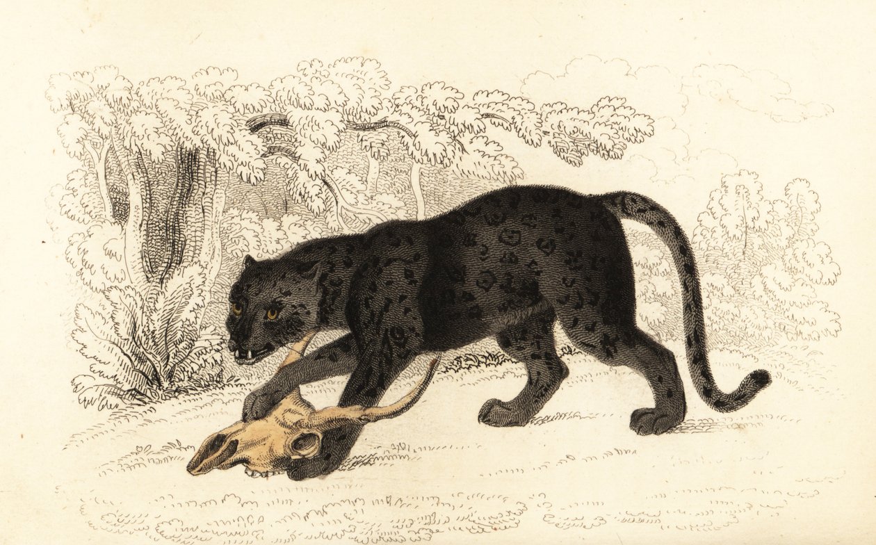 Czarny jaguar, Fanthera pardus.,1834 (grawerowanie) autorstwa William Alexander Forbes