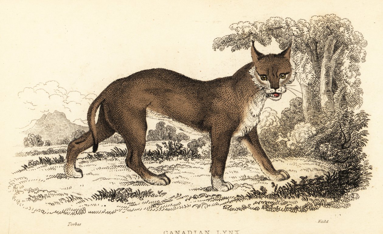 Ryś kanadyjski, Lynx canadensis.,1834 (ryty) autorstwa William Alexander Forbes