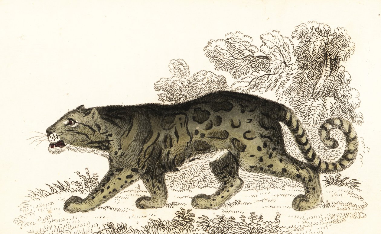 Pantera mglista, Neofelis nebulosa.,1834 (rycina) autorstwa William Alexander Forbes