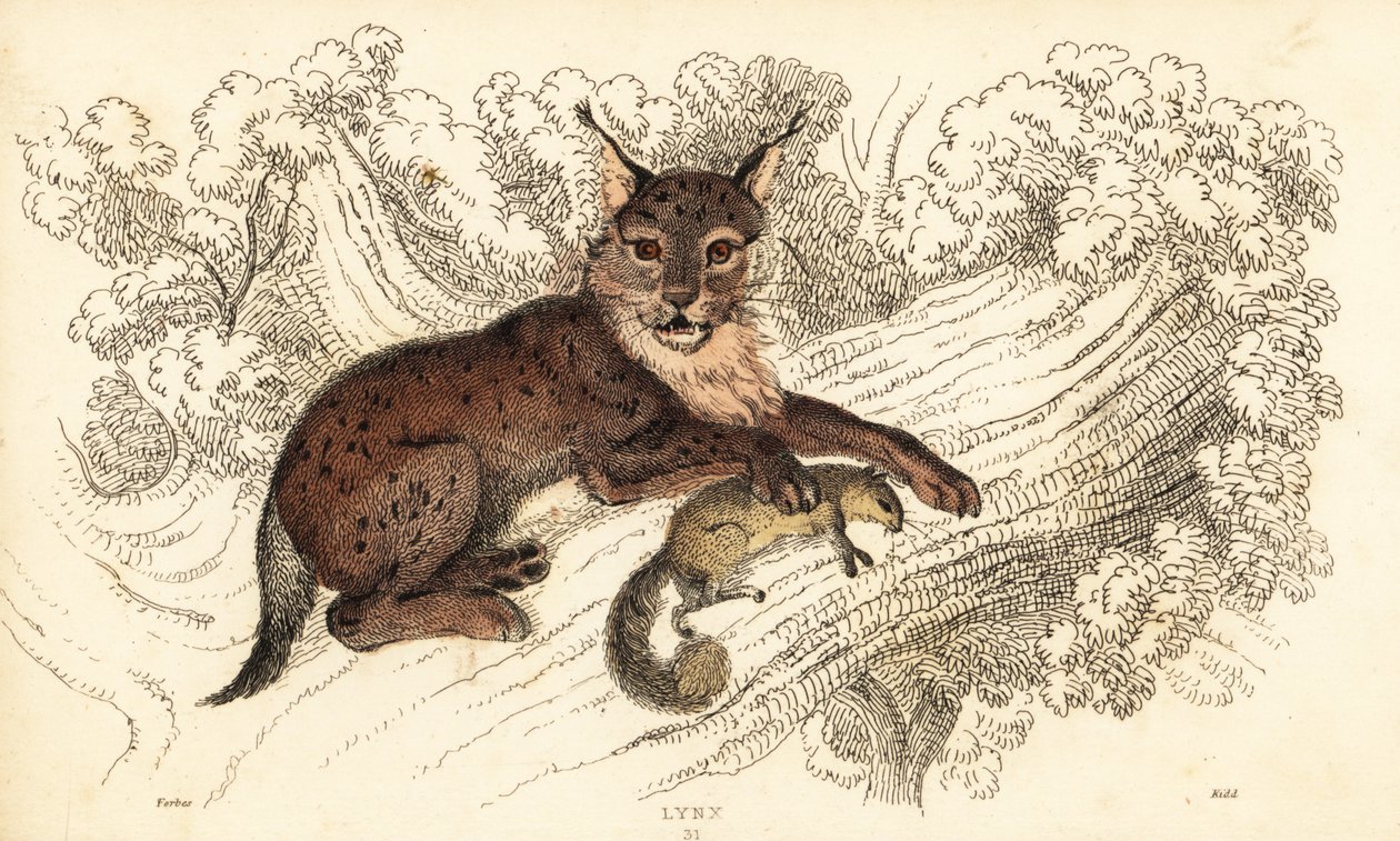 Ryś euroazjatycki, Lynx lynx.,1834 (grafika) autorstwa William Alexander Forbes