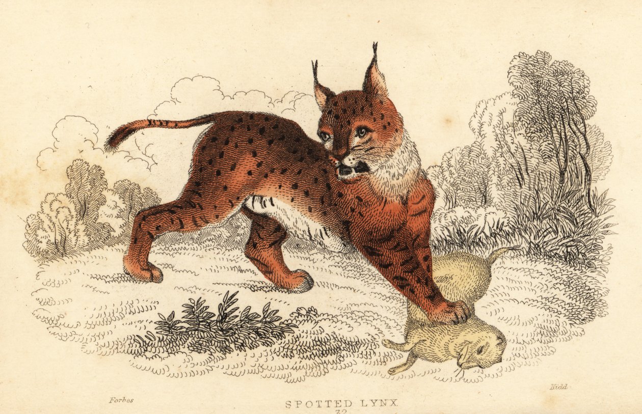 Ryś euroazjatycki, Lynx lynx.,1834 (ryty) autorstwa William Alexander Forbes