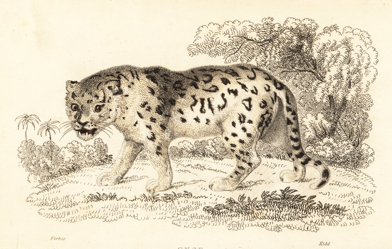 Jaguar, Panthera onca., 1834 (rycina) autorstwa William Alexander Forbes