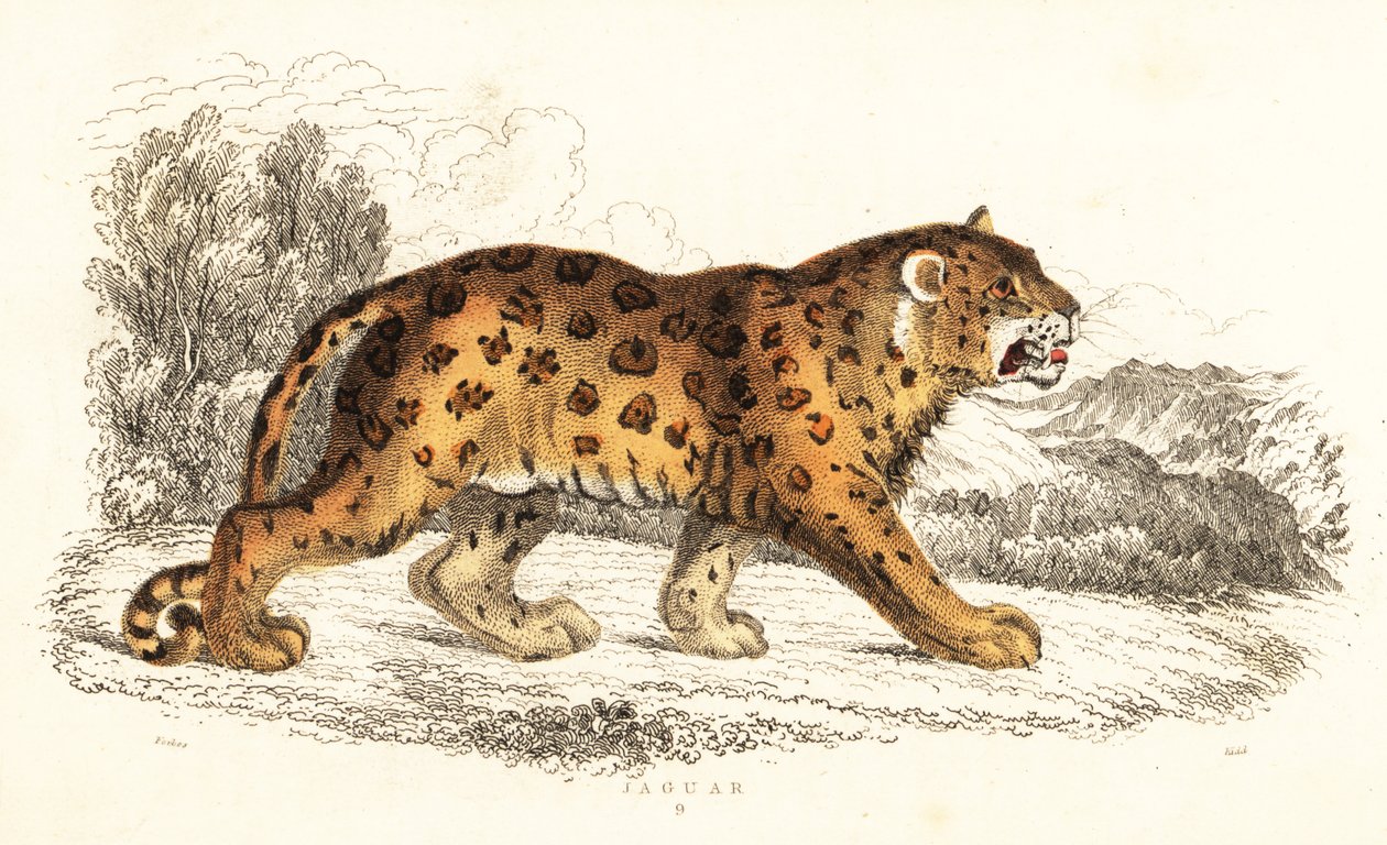 Jaguar, Panthera onca., 1834 (rycina) autorstwa William Alexander Forbes