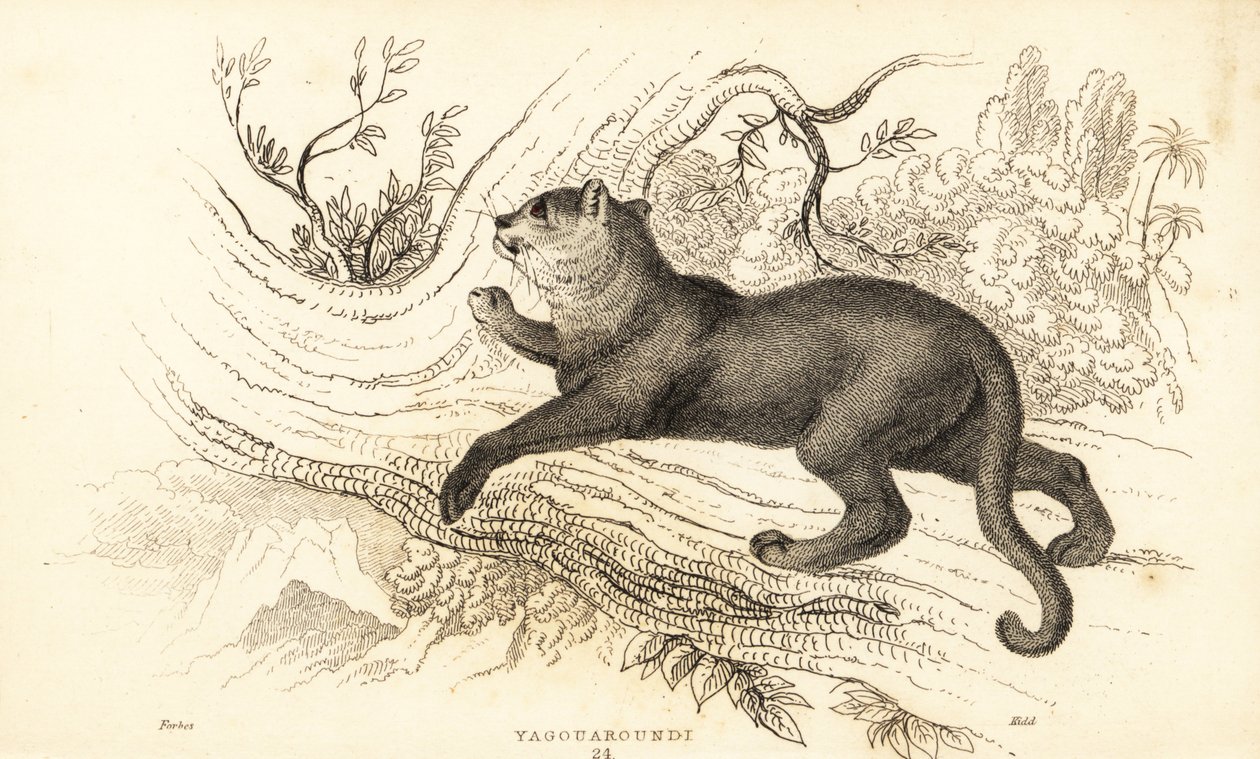 Jaguarandi, puma szanuje., 1834 (Ngaraving) autorstwa William Alexander Forbes