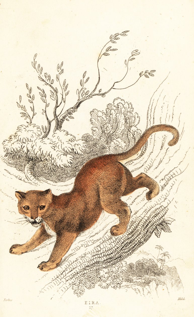 Jaguarandi, puma szanuje., 1834 (Ngaraving) autorstwa William Alexander Forbes