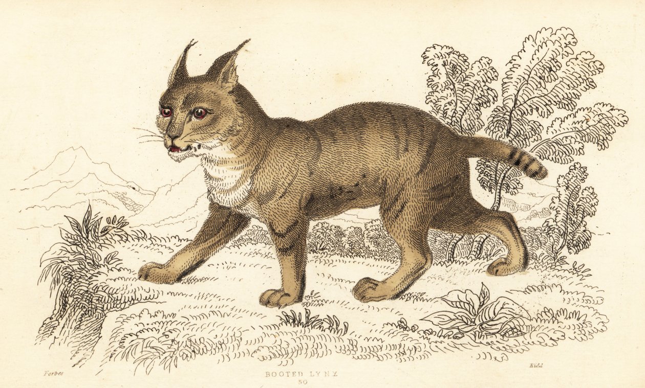 Kot z dżungli, Felis Chaus. ,1834 (grawerowanie) autorstwa William Alexander Forbes