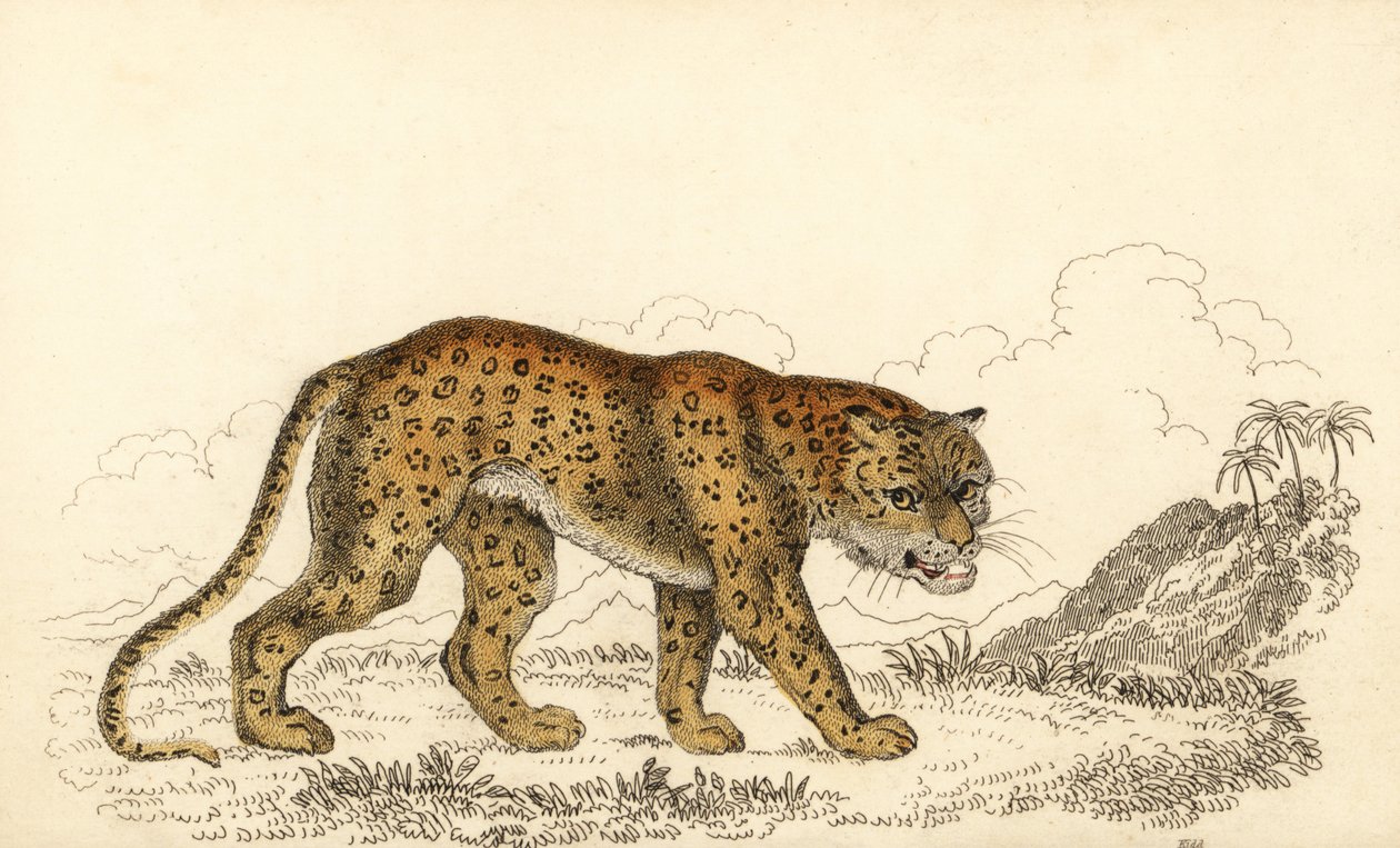 Lampart, Panthera pardus, wrażliwy.,1834 (rycina) autorstwa William Alexander Forbes