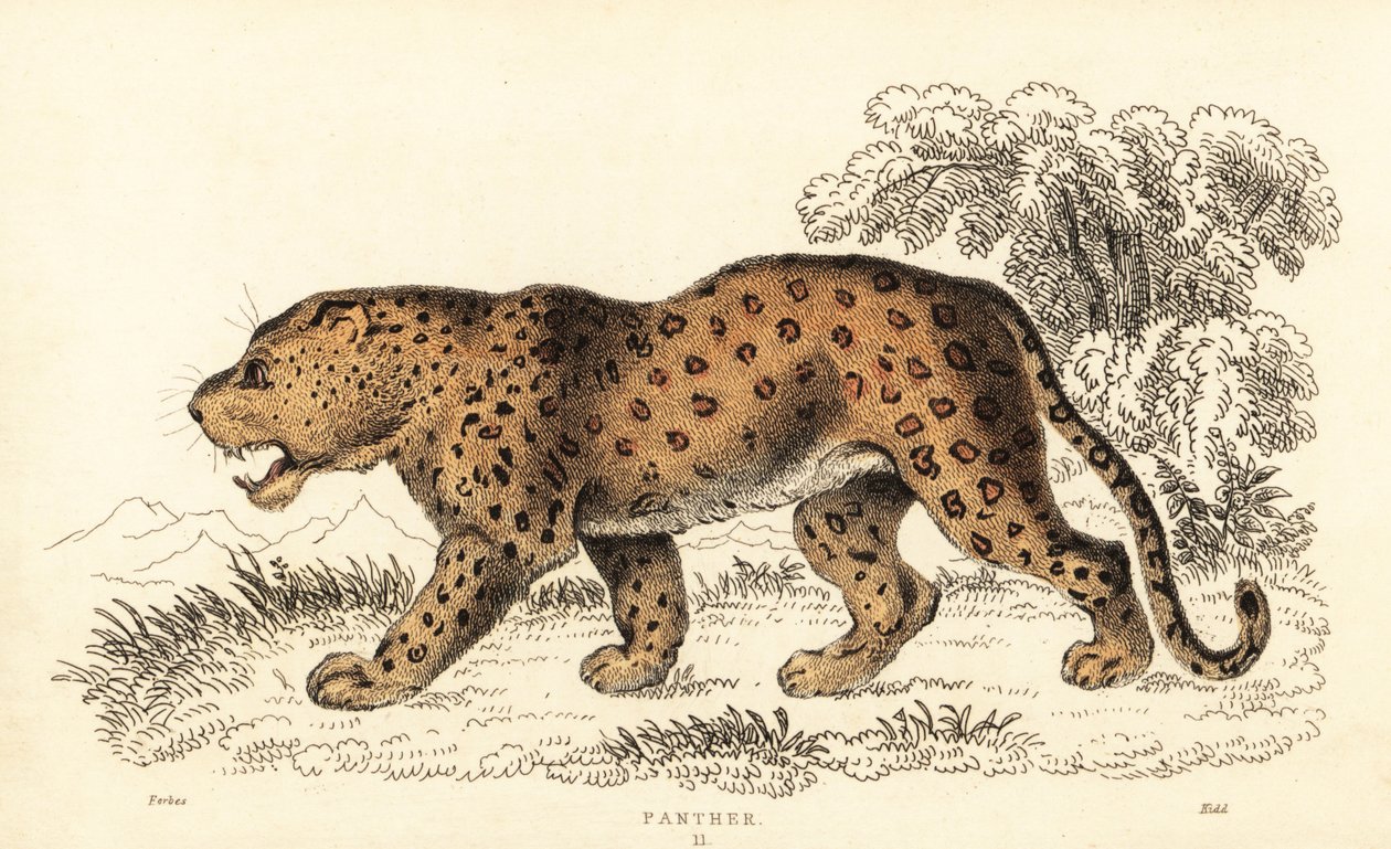 Lampart, Panthera pardus, wrażliwy.,1834 (rycina) autorstwa William Alexander Forbes
