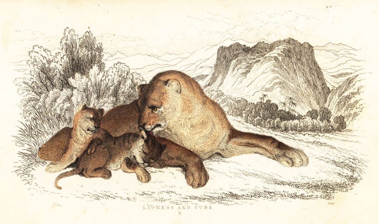 Lwica i młode, Panthera leo.,1834 (grafika) autorstwa William Alexander Forbes