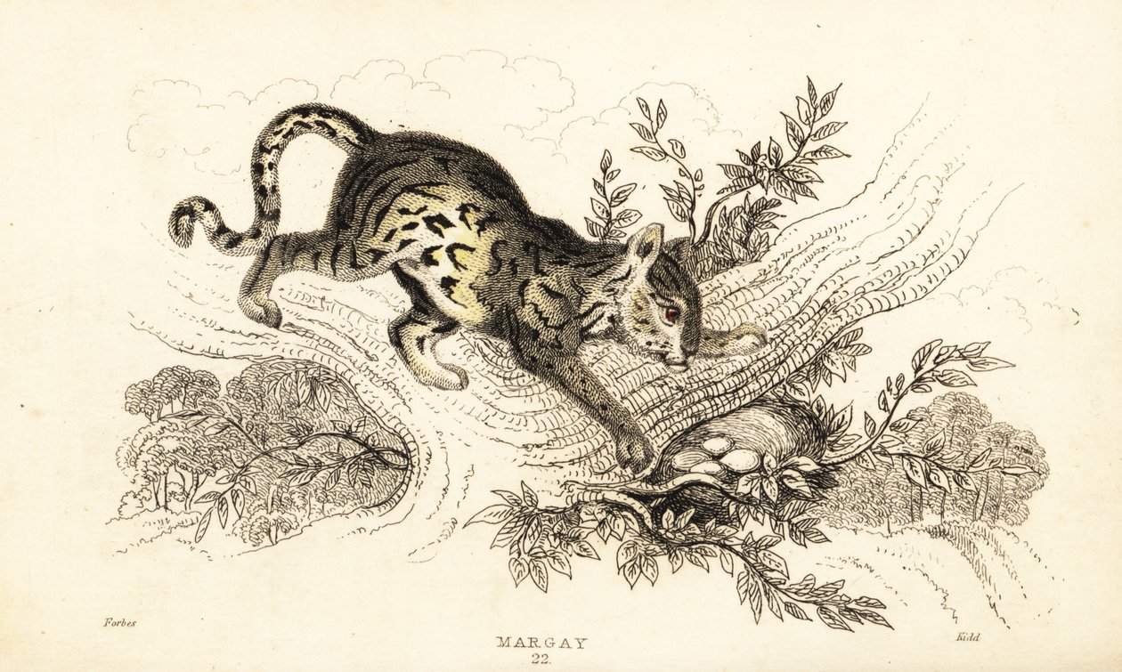 Margay, Leopardus wiedii.,1834 (rycina) autorstwa William Alexander Forbes