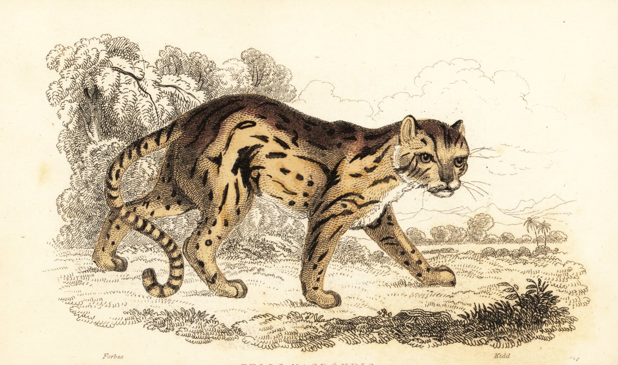 Margaj, dowiedział się Leopard. ,1834 (grawerowanie) autorstwa William Alexander Forbes